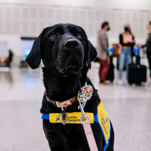 dog in airport